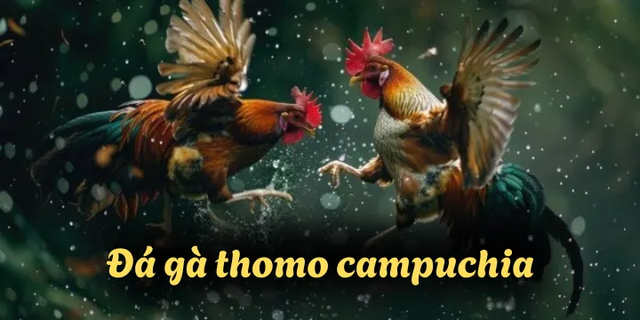 Đá gà thomo campuchia tại nhà cái cá cược chính thức Châu Á