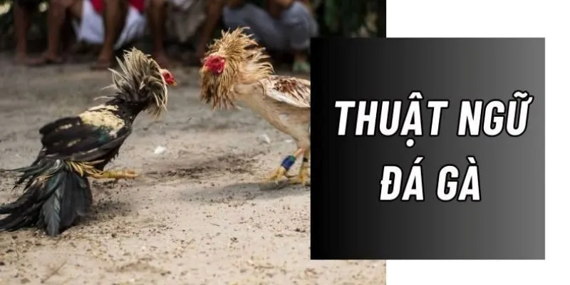 Tại sao việc hiểu rõ thuật ngữ đá gà quan trọng?